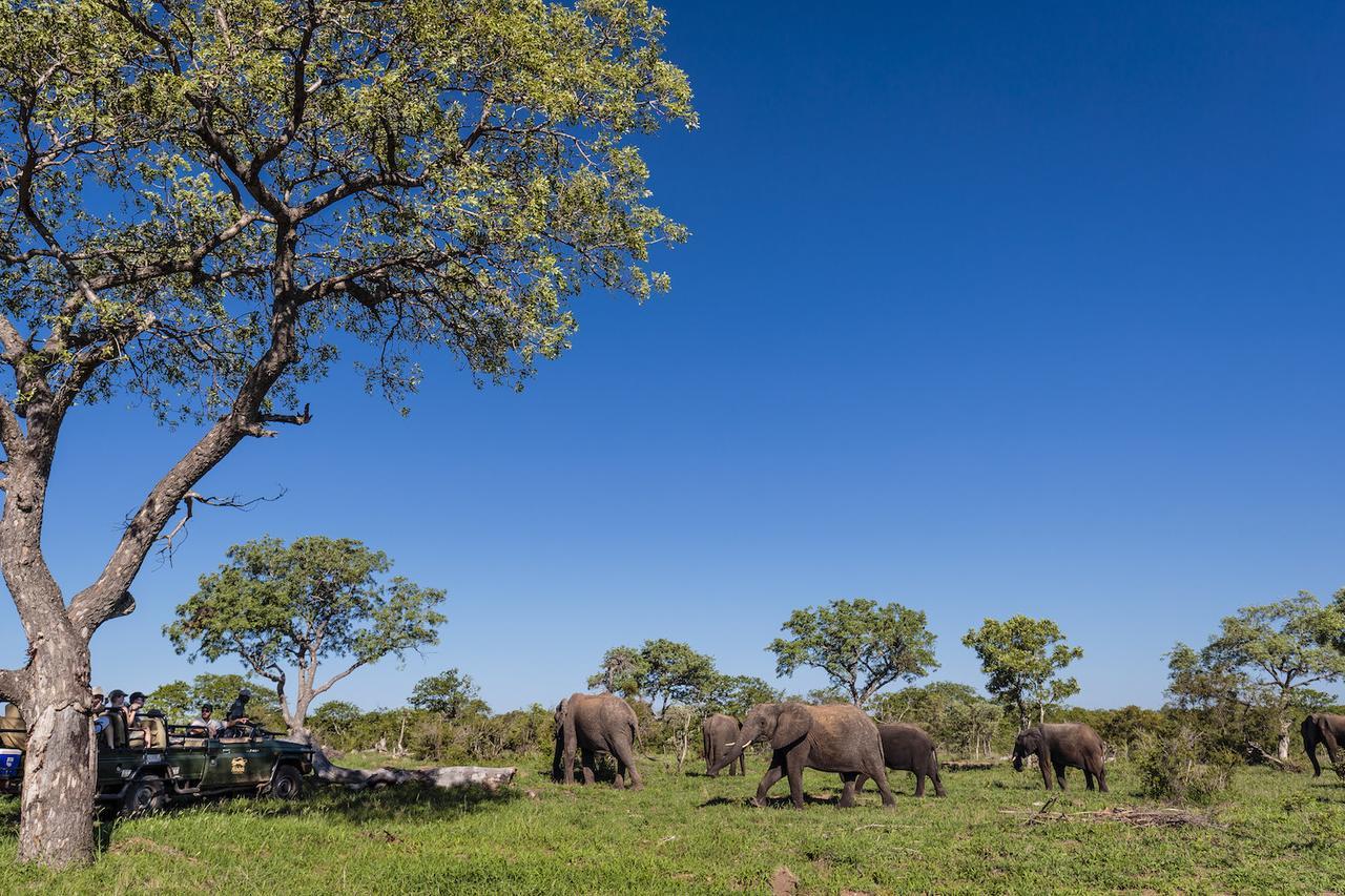 Shindzela Tented Camp Timbavati Game Reserve Eksteriør billede