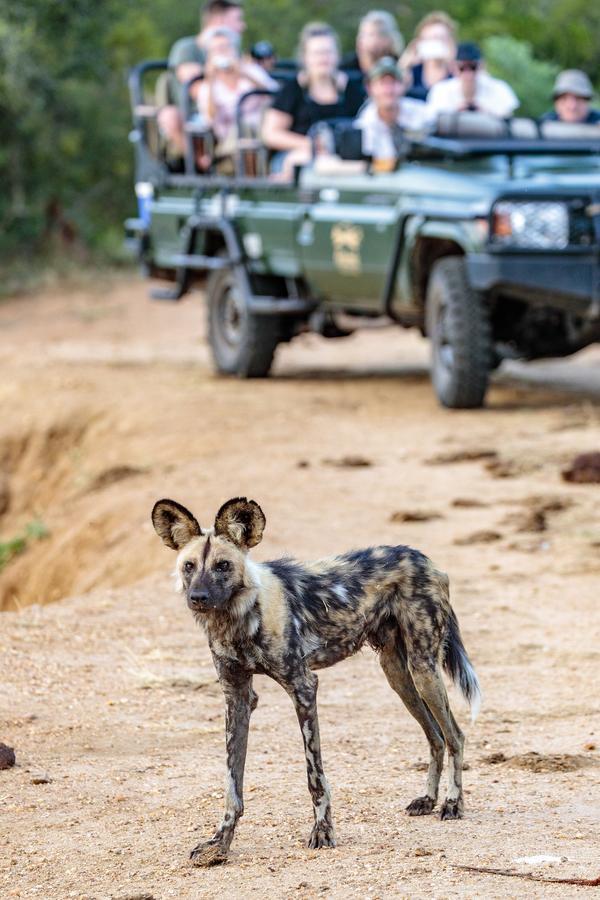 Shindzela Tented Camp Timbavati Game Reserve Eksteriør billede